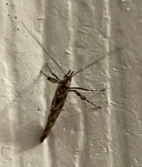 Gracillaria syringella