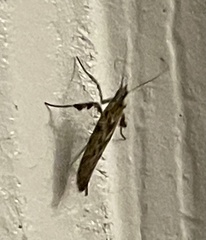 Gracillaria syringella