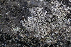 Spirobranchus cariniferus