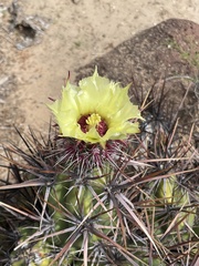 Corynopuntia invicta