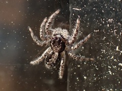 Platycryptus californicus