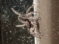 Platycryptus californicus