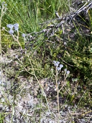 Haemodorum austroqueenslandicum