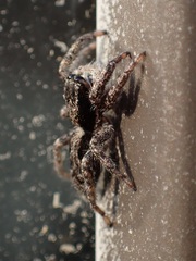 Platycryptus californicus
