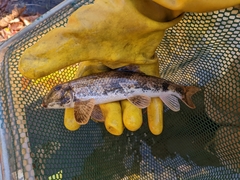 Hypentelium nigricans