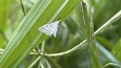 Leptosteges