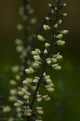 Baptisia alba