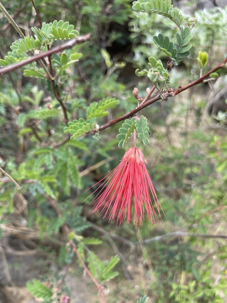 Calliandra californica, Mulegé, MX-BS, MX