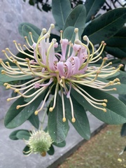Oreocallis grandiflora