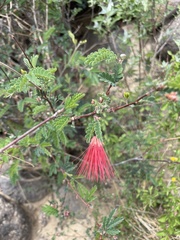 Calliandra californica