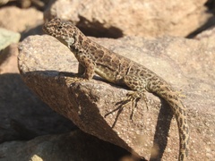 Liolaemus leopardinus