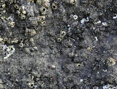 Sypharochiton pelliserpentis