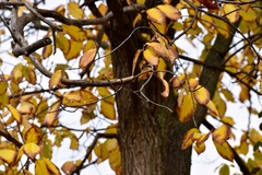 Ulmus