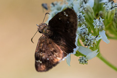 Erynnis funeralis