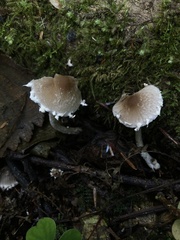 Psathyrella