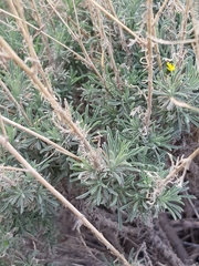 Descurainia bourgaeana