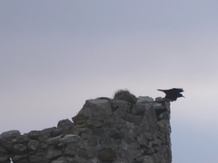 Pyrrhocorax pyrrhocorax pyrrhocorax