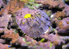 Spondylus