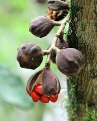 Guarea macrophylla