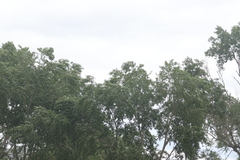 Populus deltoides monilifera