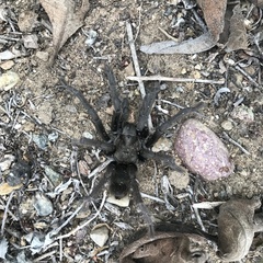 Aphonopelma steindachneri