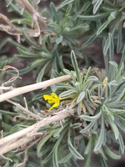 Descurainia bourgaeana