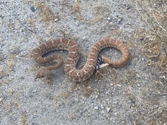 Crotalus ruber