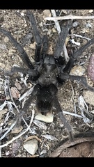 Aphonopelma steindachneri