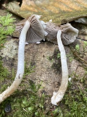 Psathyrella