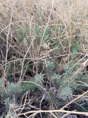 Descurainia bourgaeana