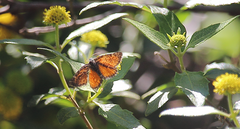 Lachnocephala vellosata