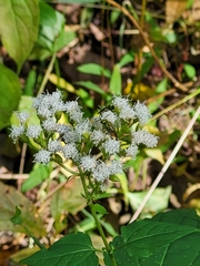 Ageratina aromatica