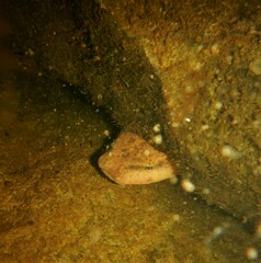 Necturus maculosus