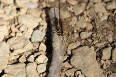 Dolichomitus irritator