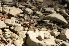 Dolichomitus irritator