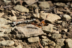 Dolichomitus irritator