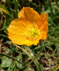 Papaver croceum