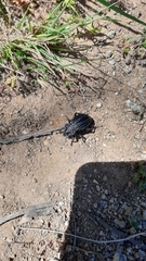 Callyntra multicosta