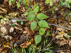 Celtis tenuifolia