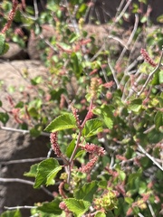 Acalypha californica