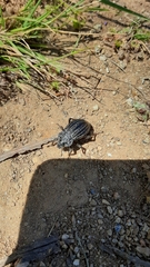 Callyntra multicosta