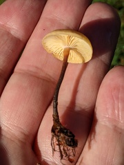 Xeromphalina cauticinalis