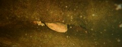 Necturus maculosus
