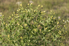 Baptisia nuttalliana