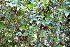 Guarea macrophylla