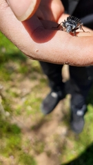 Callyntra multicosta