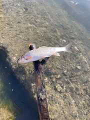 Mylocheilus caurinus