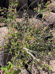 Acalypha californica