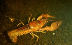 Faxonius rusticus × propinquus