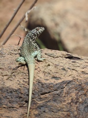 Liolaemus nigroviridis